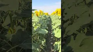 Соняшник  на Миколаївщині Strip-till технологіяприємно вразила #striptill #агро  #соняшник  #засуха