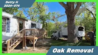 2024-074 Betty H - Oak Removal - 4 Seasons Tree Service Springfield Missouri #4sts