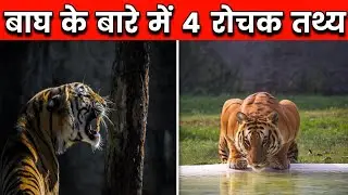 बाघ के बारे में 4 रोचक तथ्य | Amazing Facts About Tiger In Hindi | Top 4 Amazing Facts | #shorts