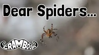 Dear Spiders...