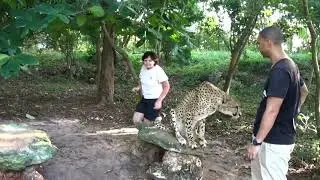 Cheetahs Rock Zanzibar Читос Рок контактный зоопарк Занзибар