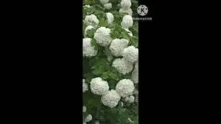 بداغ Viburnum opulus