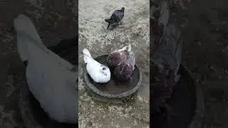 Pigeon 🐦 ( kabutar) water 💦 fun video 📷 . #kabootar #kabootarbazi #kabootarvideos