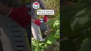 🦥Why is it Essential to Support Sloth Science?