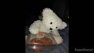 Bear - IRL images and videos