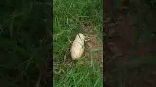 o poder do carv&atilde;o nas plantas