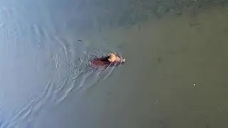 Cinghiale nuota in Darsena a Milano: il video girato alle 7 del mattino