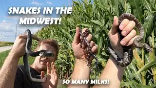 CRAZY Midwest Snake Hunting! So Many MILKSNAKES!