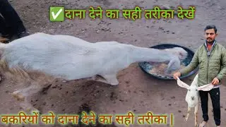 बकरियों को दाना देने का सही तरीका | Goat Feeding Tips
