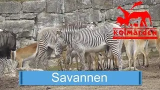 Savannen på Kolmården