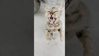 Real Angry Cat Sound 😾🔥 | The Animal Behavior Studio