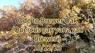 10/22/23: Ode to Brewer Oak (Quercus garryana var. breweri)- Kern River Area
