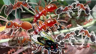 The weaver Ants find food to their nests and termites #insects #animal #pet #worldwide #ants