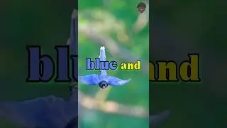 The Red-Billed Blue Magpie: A Symbol of Good Luck and Intelligence #shorts #viral