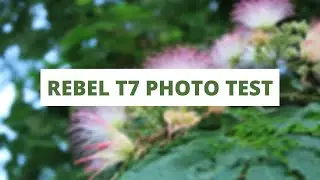 Canon Rebel T7 (EOS 2000D) Photo Test