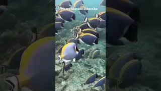 Close view of Powder Blue Surgeonfish or Powder Blue Tang #shorts