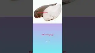 Learn eng with K ,fishes and sea animals