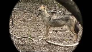 Sri Lankan Jackal in running mode