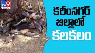 Bird Flu outbreak in Karimnagar district - TV9