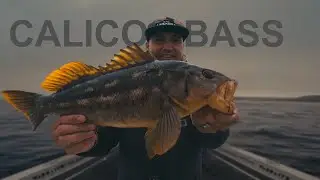 SCI New Years Day 2025 | Calico Bass Fishing