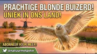Licht gekleurde buizerd in de Broekpolder 🦅✨ | Zeldzame verschijning | Natuur met Peter #birds #