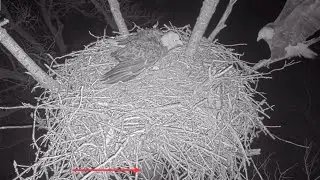 Kansas Eagles 2-4-26.  Raccoon Intruder Climbs Nest Tree; Harvey Flushes it, Protects Ellie & Eggs!