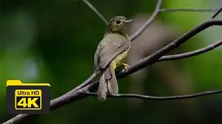 4K HAIRY-BACKED BULBUL | BIRDS OF BORNEO | YCLEE PHOTOGRAPHY |  SANDAKAN | SABAH | MALAYSIA