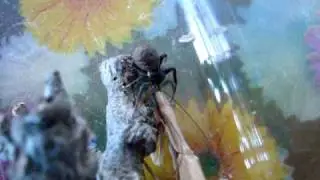 Xysticus & Mantis