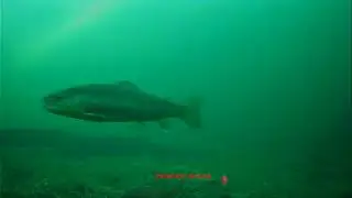 George Alaske pt5 brook trout and sucker