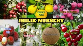 Sweet kashmiri red cherry/Pulasan fruit/Coffee berry/JSN Nursery/Online Delivery Available 