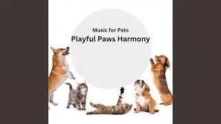 Playful Chase Pets Harmony