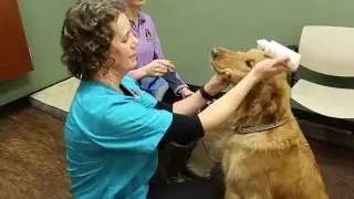 Eye Medication