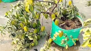 Ye Ek Ped Lagakar Khaye Dher Sare Star Fruit 👉Star Fruit Kaise Lagaye #nimbu #gardan #starfruit 