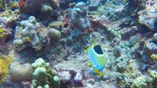 Unveiling the Beauty of Saddle Butterflyfish: The Reef&rsquo;s Elegant Wonder