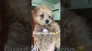 Future guard dog😂