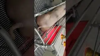 Reding- Farrowing Crate for Sows and Piglets