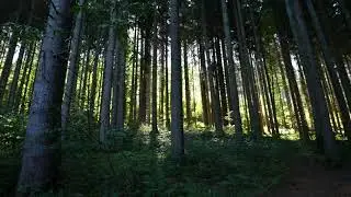 relaxing bird chirping sound 😇 ringtone.