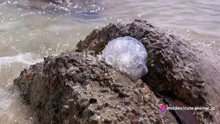 Life on the Edge: Wildlife in Intertidal Zones