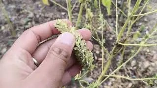 Chia seeds |. FARMING | 