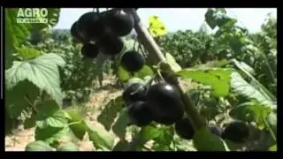 Afaceri “dulci” în nordul republicii