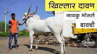 Khillar Maharashtrachi Shaan । खिल्लार दावण - नायकू भोसले, बावची । Khillar । २०२० | Part 2