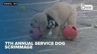 4 Paws for Ability stages Service Dog Scrimmage fundraiser and outreach event