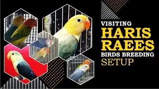 Visiting Haris Raees Birds Breeding Setup, Pale Fallow, Opaline Ringneck, Yellow Ringneck
