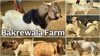 Bakrewala Goat Farm (Padgha) Ke Andul Bakre Sahi Daam Mein