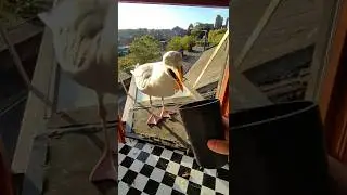 My Pet Seagulls & Their Winter Feathers!