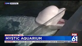 Explore Mystic Aquarium