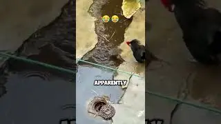 Chicken vs. Kung Fu Rat