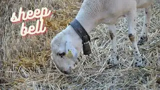 Embrace the Tranquil Melody of Sheep Bell Sound Effects！