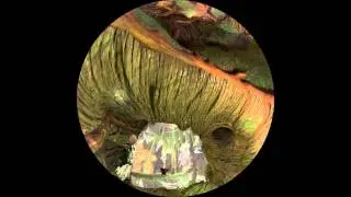 The Life of Trees - Fulldome - English - Trailer