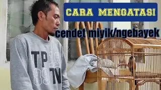 cara mengatasi cendet miyik/ngebayek ketika digantang